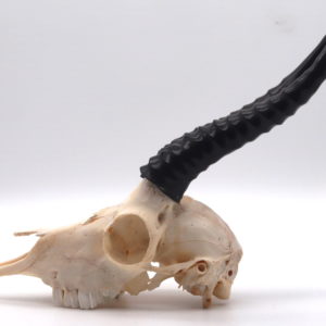 Springbok skull